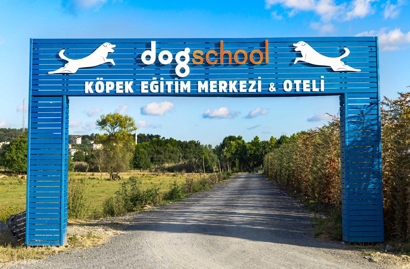 dog school google ads yönetimi istanbulmarka